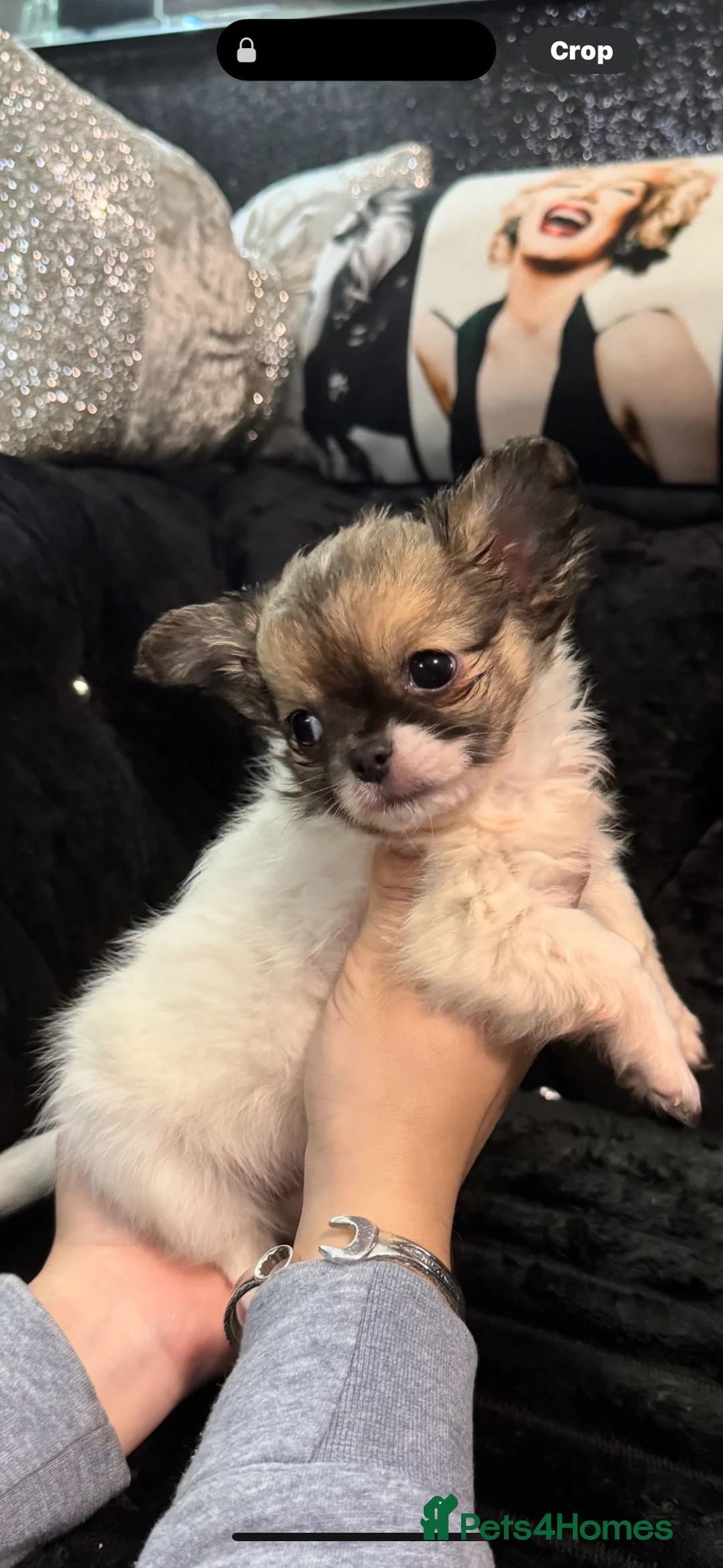 Chihuahua dogs for sale: Chihuahuas pups ready to go🩵🩷 - Advert 2