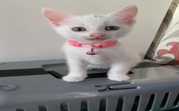 Mixed Breed cats for sale: White Gray and Ragdoll Kittens - Image 27