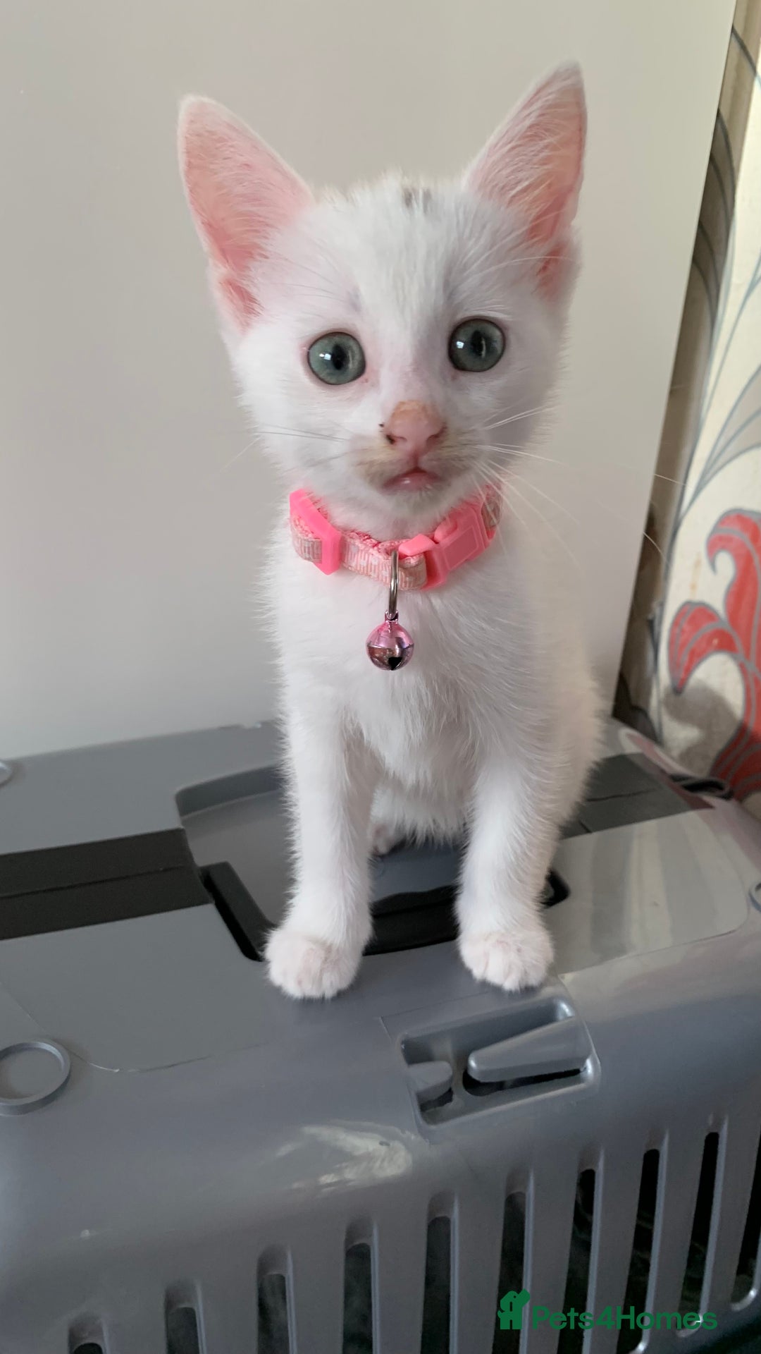 Mixed Breed cats for sale: White Gray and Ragdoll Kittens - Image 27