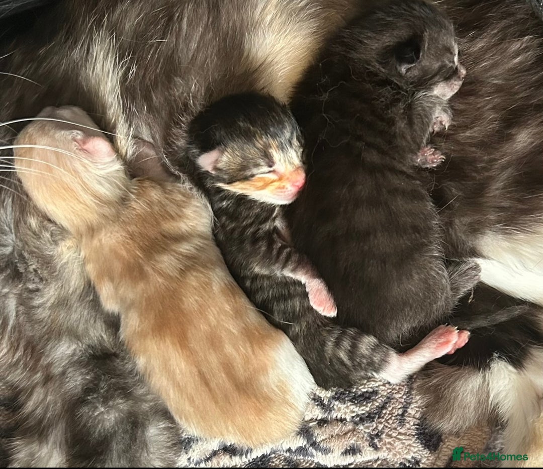 Mixed Breed cats for sale: Ready now - Beautiful fluffy boy  - Image 6