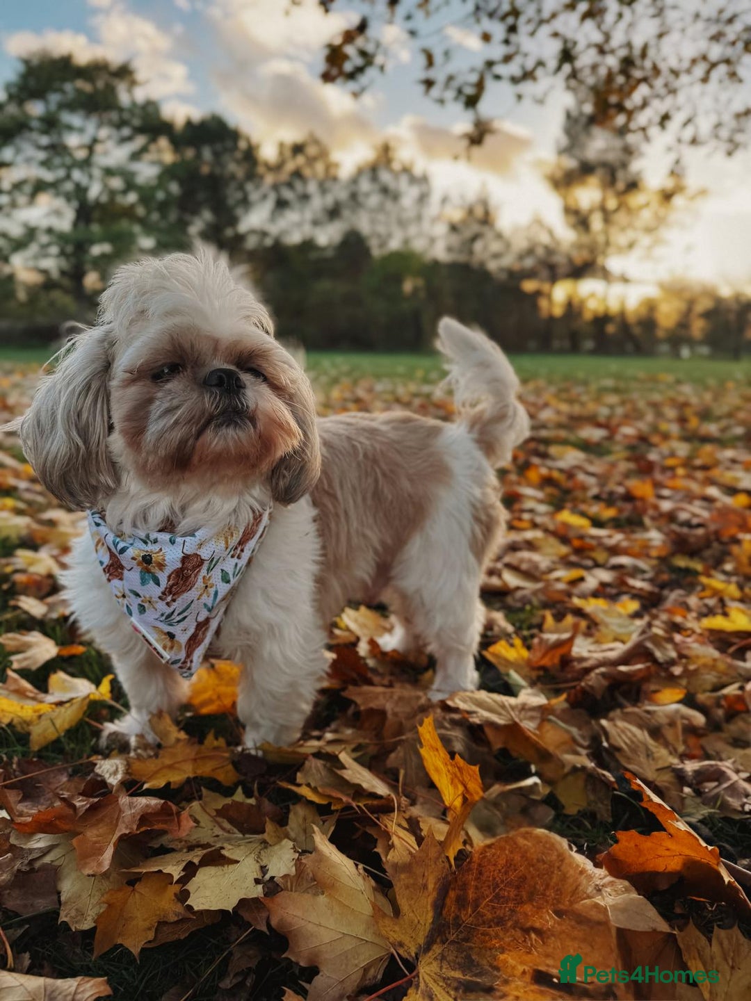 Shorkie dogs for sale: Adorable Biewer-Shih Tzu Cross Puppies  - Advert 10