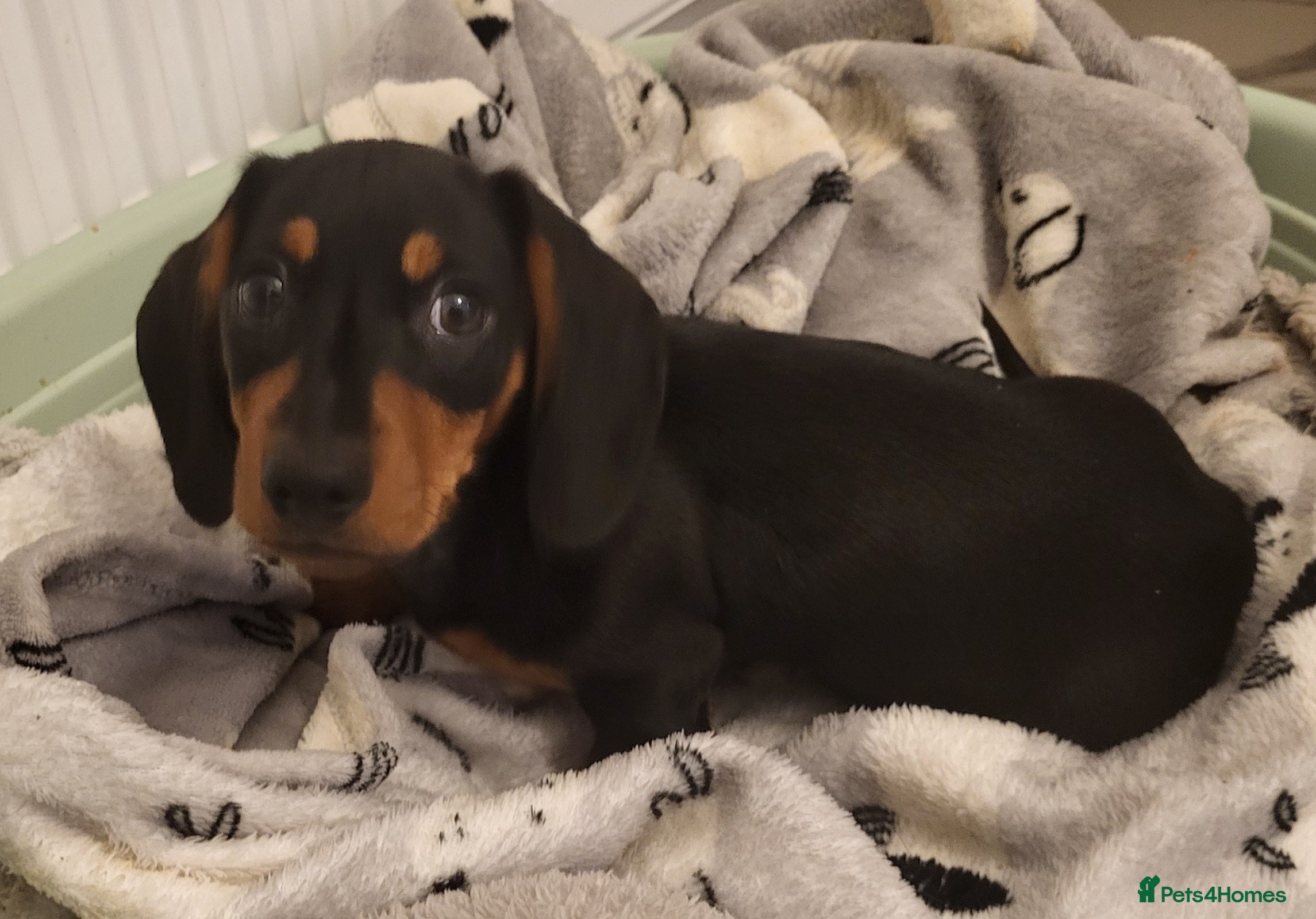 Miniature Dachshund dogs Adorable boy miniature dachshund  - Advert 5