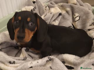 Miniature Dachshund dogs Adorable boy miniature dachshund - Advert 5