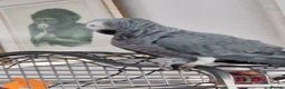 Parrots birds for sale: African grey parrot  - Advert 2