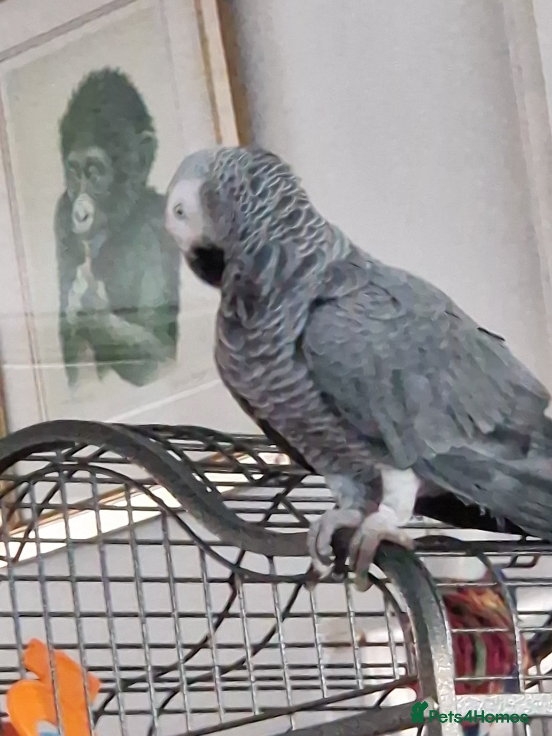 Parrots birds for sale: African grey parrot  - Advert 2