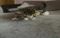 British Shorthair cats for sale: 4 adorable girl kittens  - Image 2