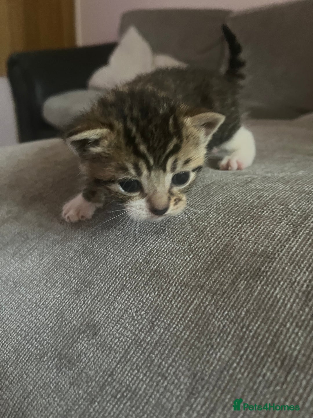 British Shorthair cats for sale: 4 adorable girl kittens  - Image 2