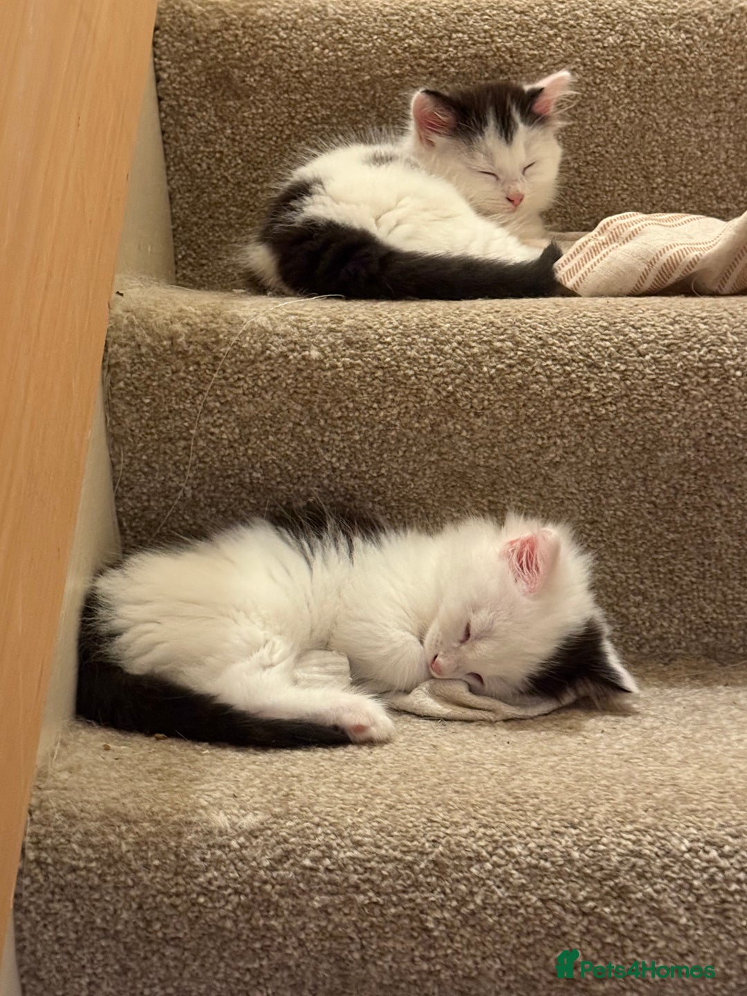 Mixed Breed cats for sale: Four beautiful kittens with lovely markings! - Image 7