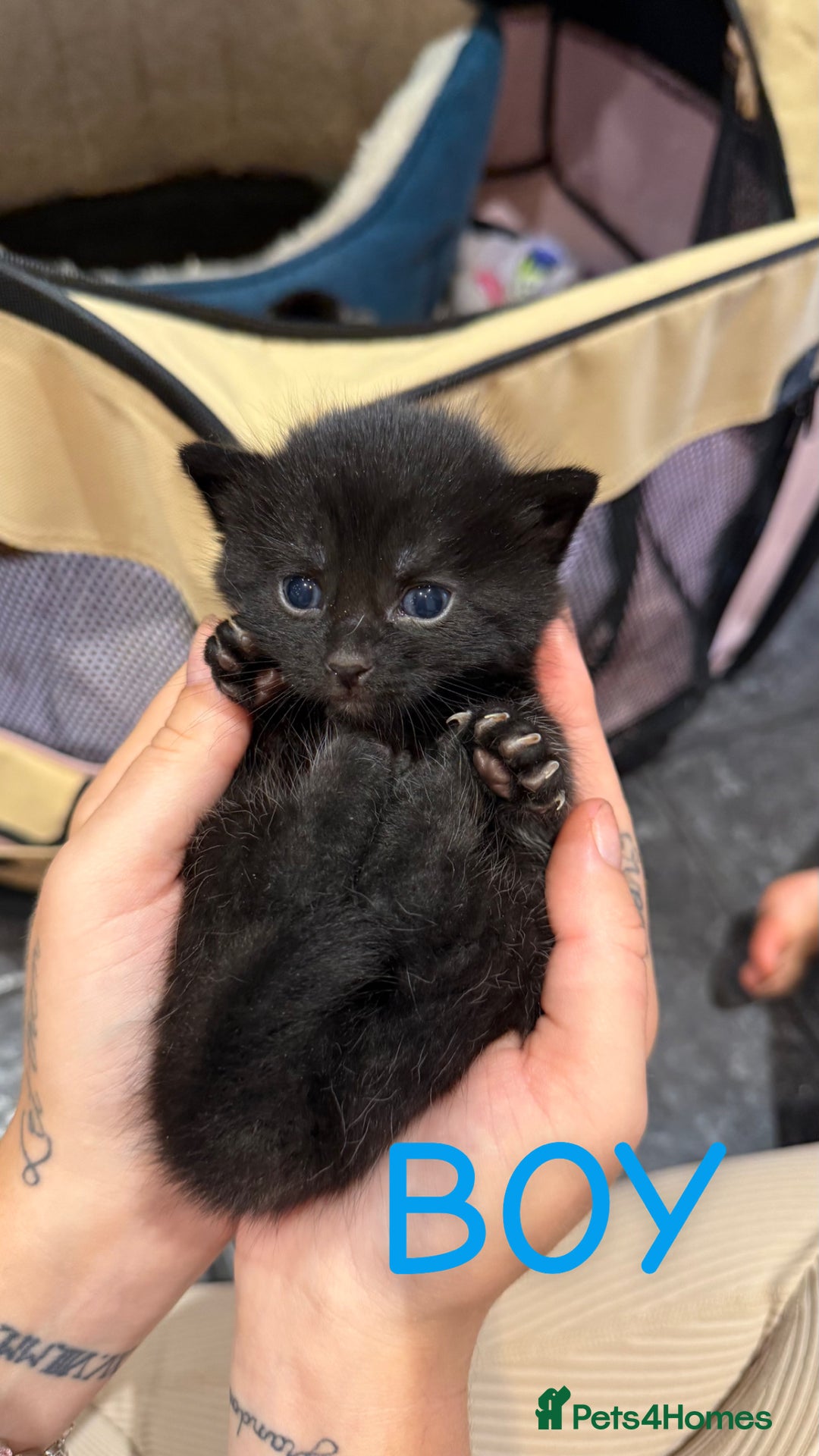 Mixed Breed cats for sale: Kittens for their forever home - Image 7