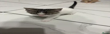 Grey and white kitten