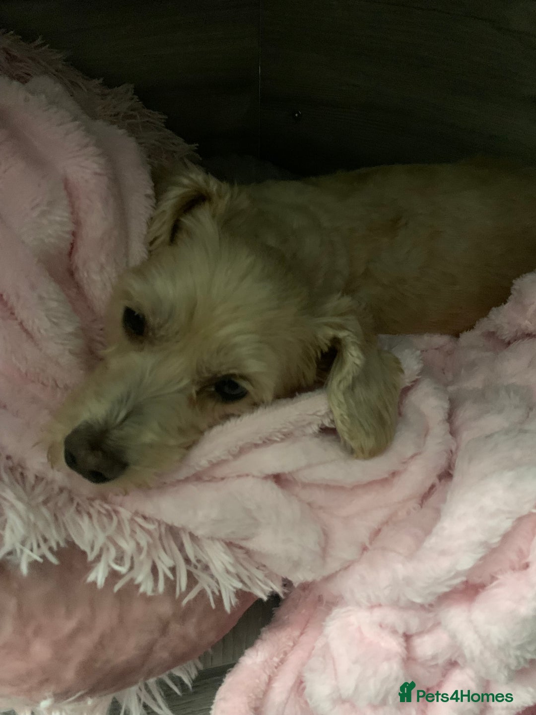 Mixed Breed dogs for sale: Doxiepoo pups - Advert 17