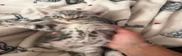 Egyptian Mau cats for sale: beautiful egyptian Mau kittens  in Chelmsford - Advert 7