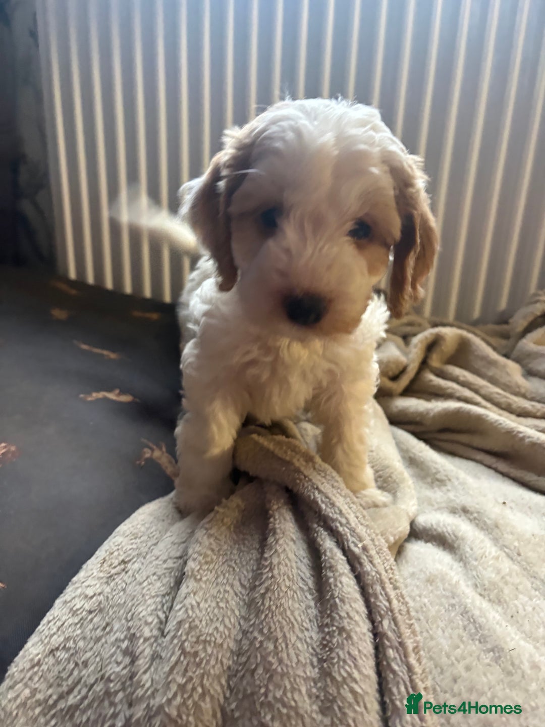 Cockapoo dogs for sale: F1 Unique Cockapoo Puppies  - Advert 5