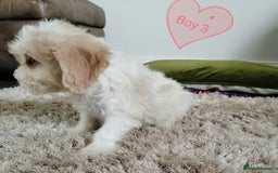 Cavachon dogs for sale: Cavachon Puppies - Image 19