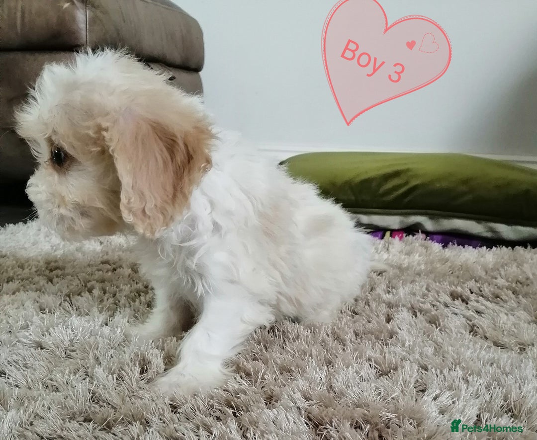 Cavachon dogs for sale: Cavachon Puppies - Image 19
