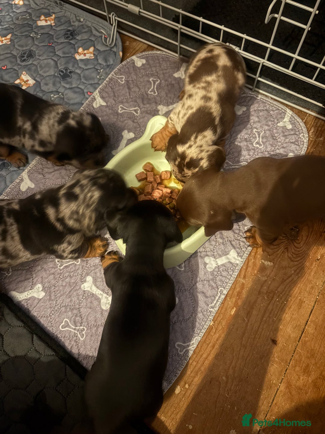Miniature Dachshund dogs for sale: Venus is a mama to 5! - Image 36