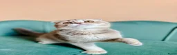 Scottish Fold cats for sale: Pedigree Adorable Scottish Fold Kittens  - Advert 6