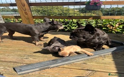 French Bulldog dogs for sale: French bull dog puppies  - Image 4