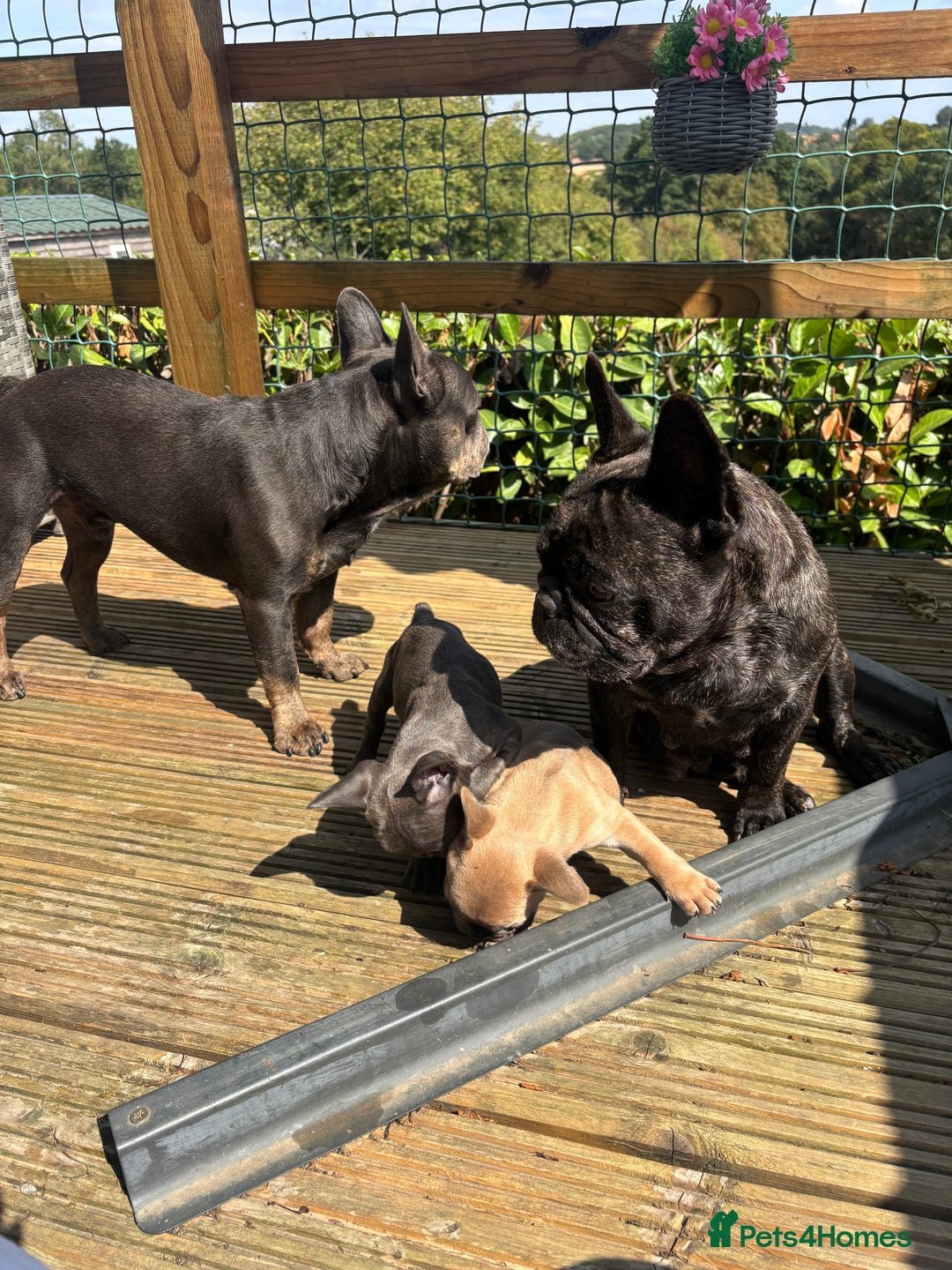 French Bulldog dogs for sale: French bull dog puppies  - Image 4
