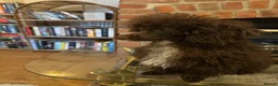 Toy Poodle dogs for sale: Rehoming KC chocolate toy poodle boy - Advert 3