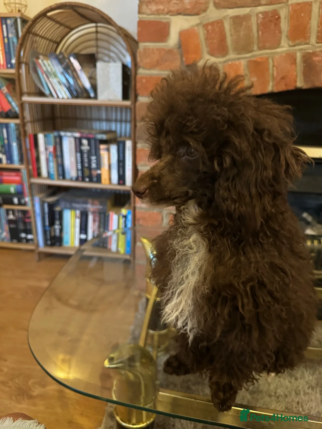Toy Poodle dogs for sale: Rehoming KC chocolate toy poodle boy - Advert 3