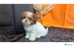 Shih Tzu dogs for sale: Adorable Shih Tzu Puppies – Ready for Loving Homes - Image 4