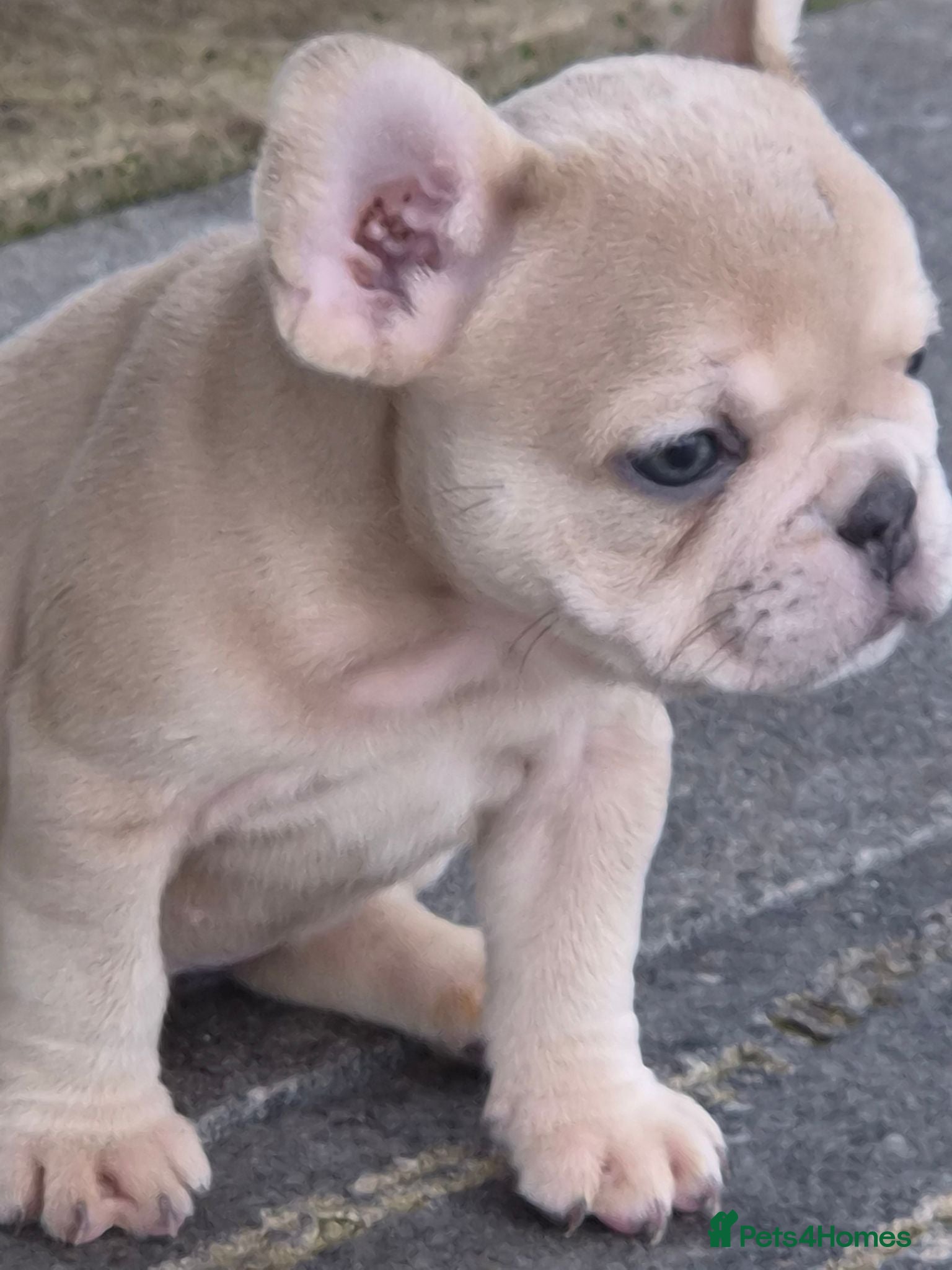 French Bulldog dogs French Bulldog KC Puppies - Advert 2