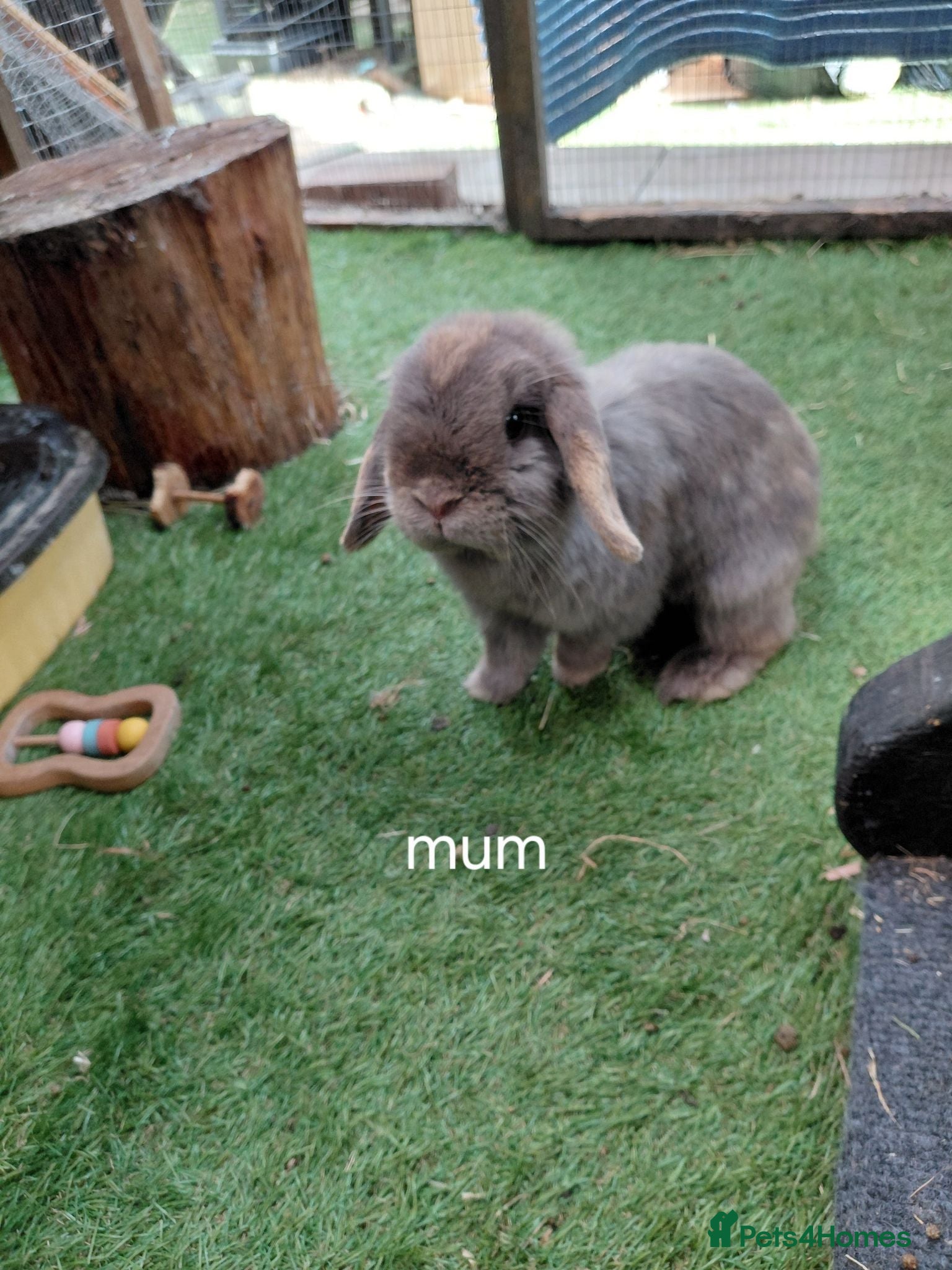 Mini Lop rabbits Vaccinated xx tiny mini lops  - Advert 16