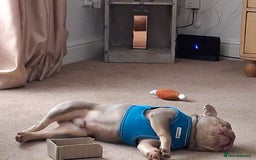 French Bulldog dogs for sale: Bruno  - Image 4