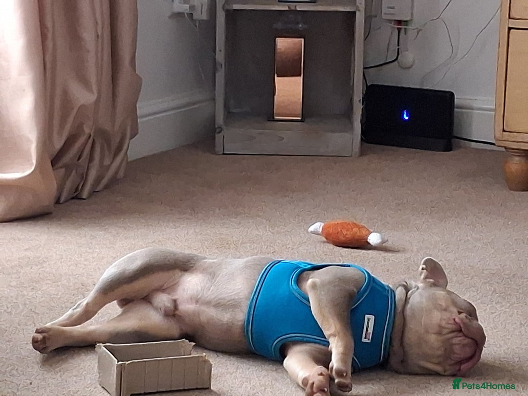 French Bulldog dogs for sale: Bruno  - Image 4