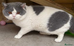 British Shorthair cats for sale: GCCF kittens  - Advert 15