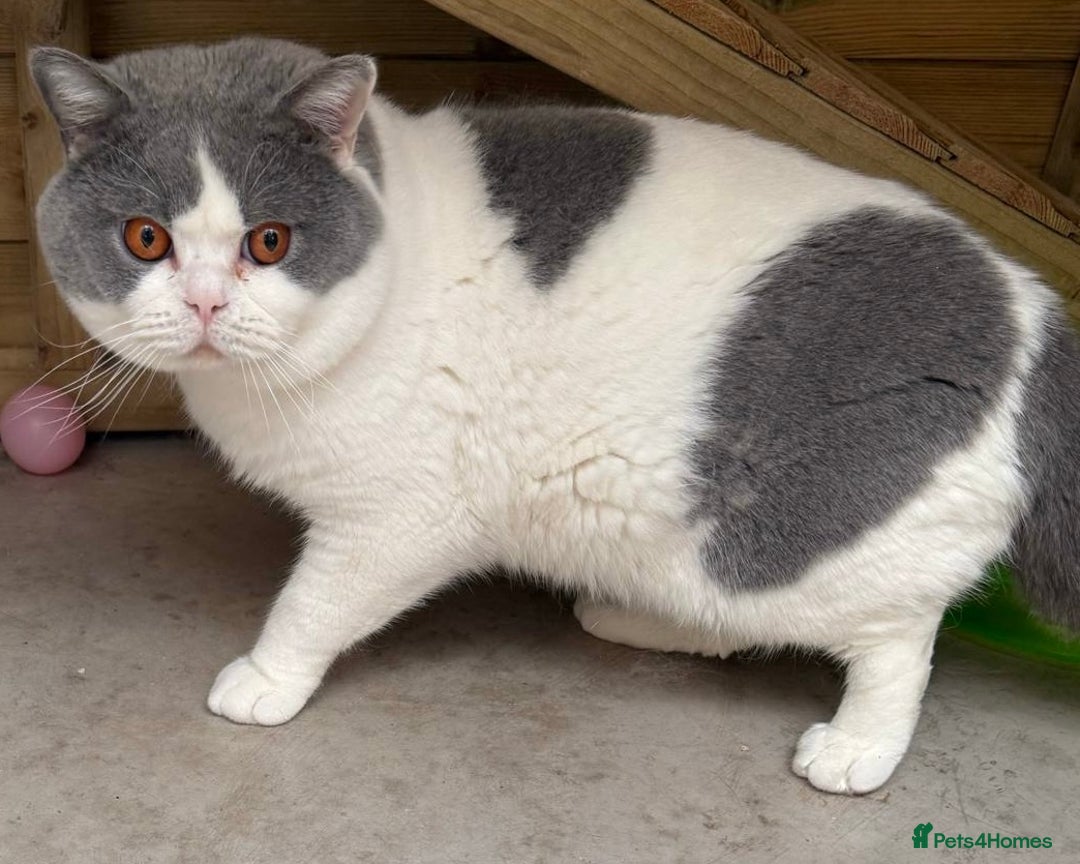 British Shorthair cats for sale: GCCF kittens  - Advert 15