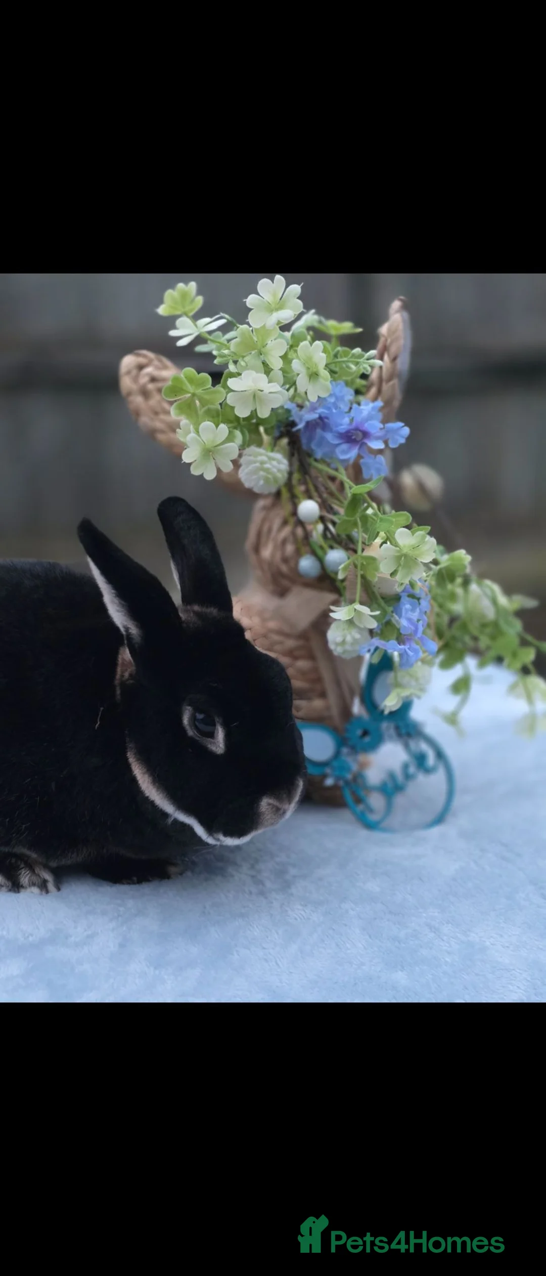 Rex rabbits for sale: Black Otter Buck Looking For New Hutch - Advert 2