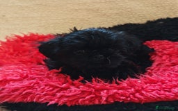 Shihpoo dogs for sale: imperial shihtzu xshipoo - Image 7