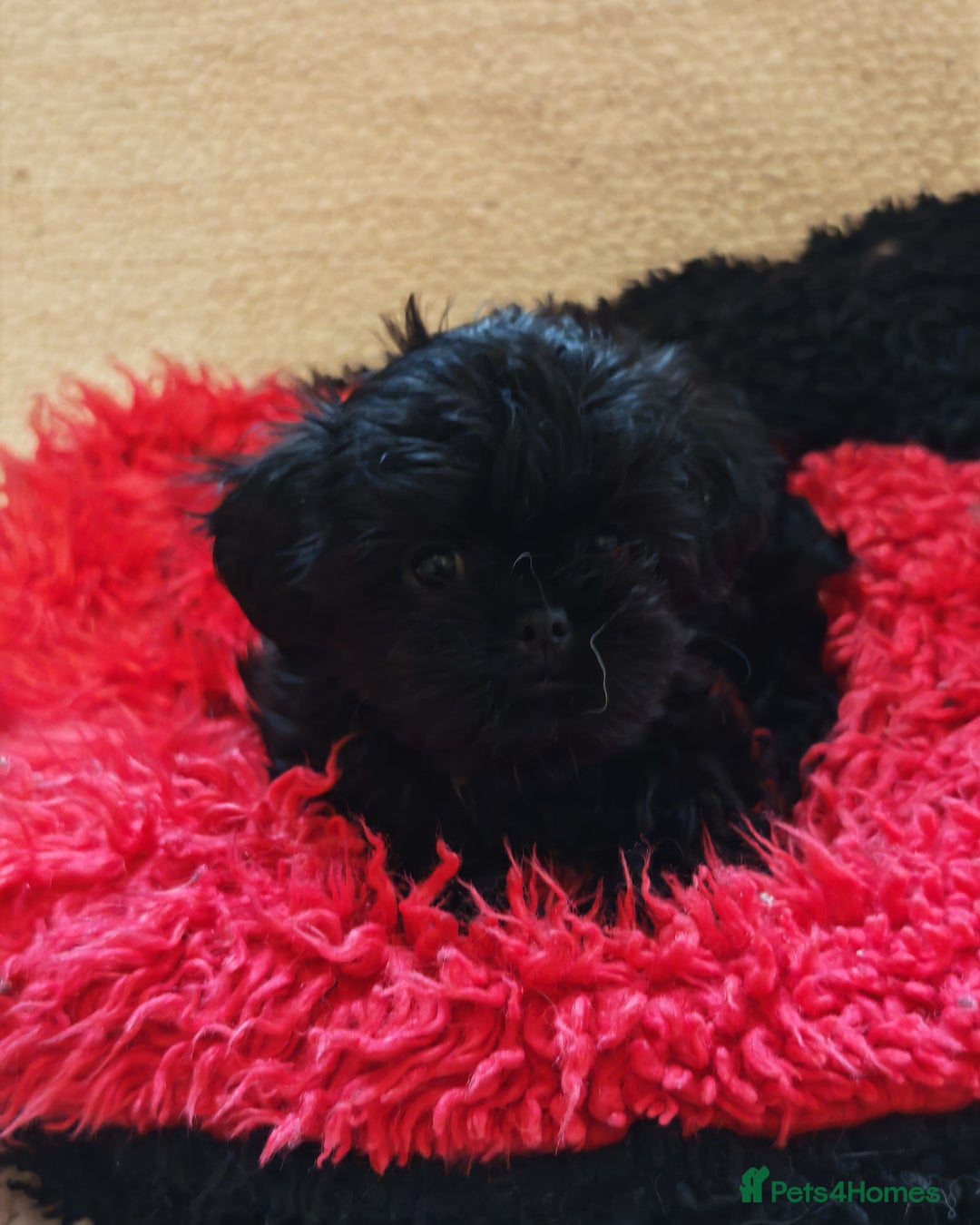 Shihpoo dogs for sale: imperial shihtzu xshipoo - Image 7
