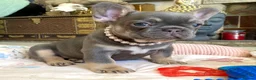 French Bulldog dogs for sale: 2 LEFT!! TOP QUALITY FRENCH BULLDOG PUPPIES - Advert 36