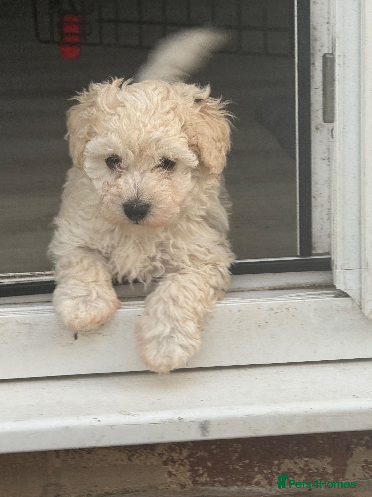 Maltipoo dogs Multipoo/boy - Advert 2