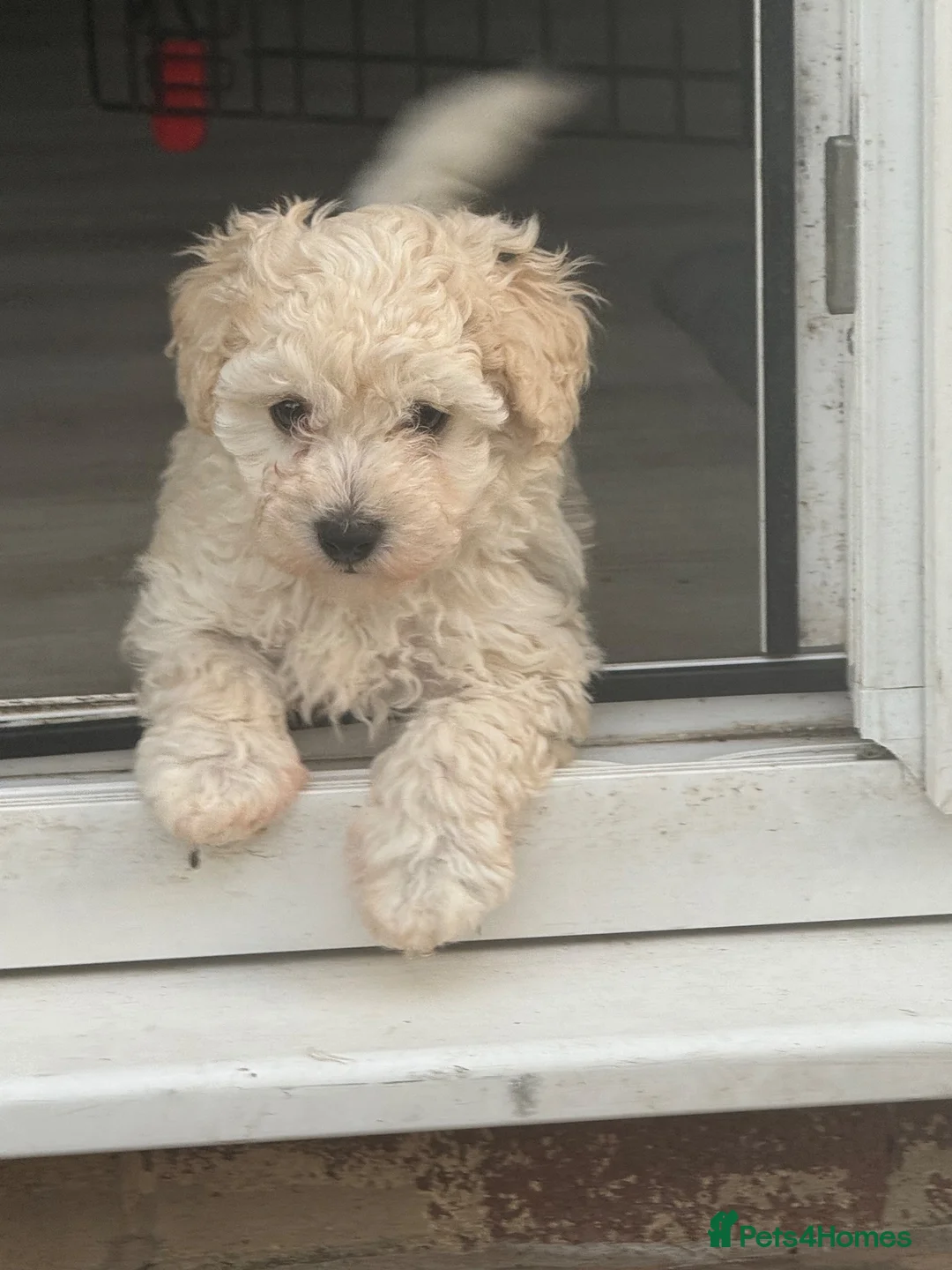 Maltipoo dogs for sale: Multipoo/boy in Stoke-on-Trent - Advert 2