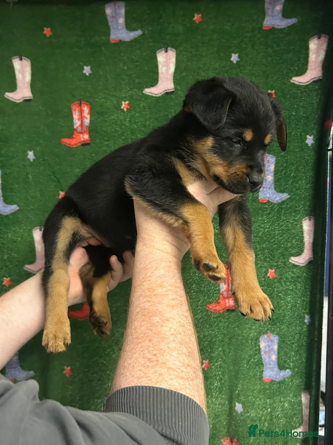Mixed Breed dogs for sale: Swiss Shepherd Rottweiler mix - Advert 7