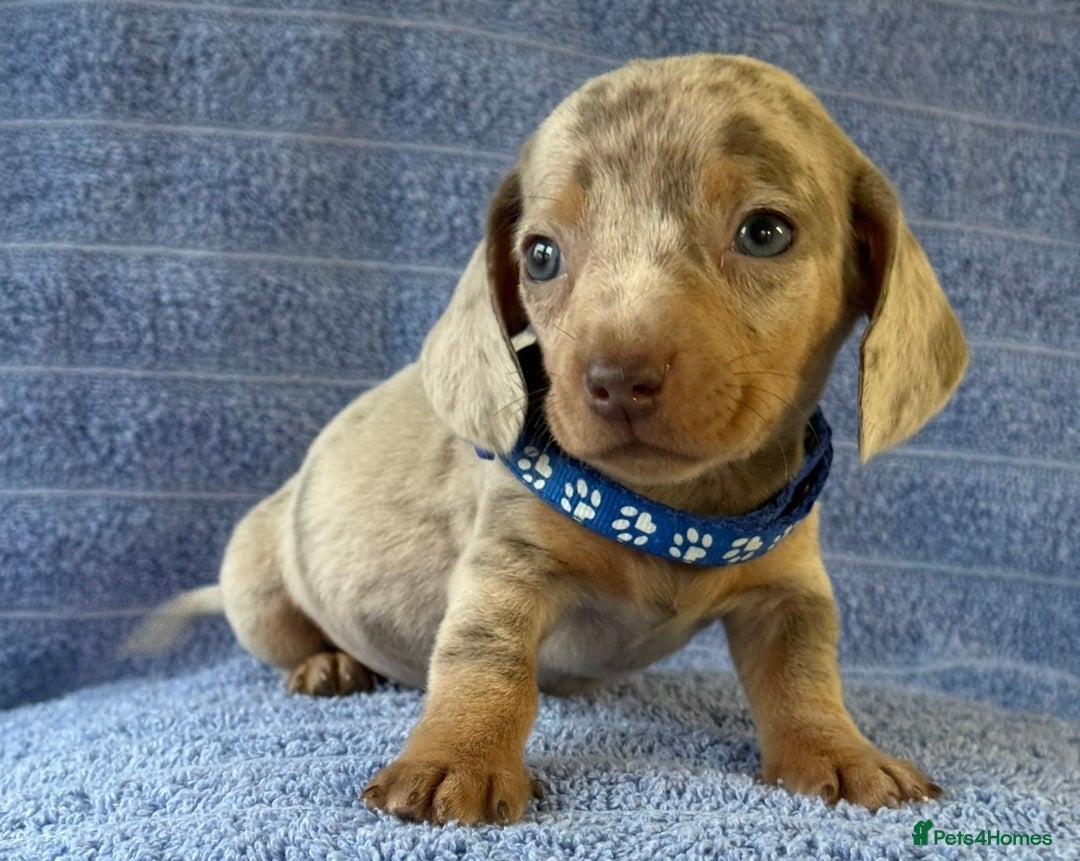 Miniature Dachshund dogs for sale: KC Reg Miniature Dachshund Puppies  - Advert 20
