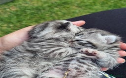 British Shorthair cats for sale: SILVER & GOLDEN SPOTTED BRITISH SHORTHAIR KITTENS  - Image 15