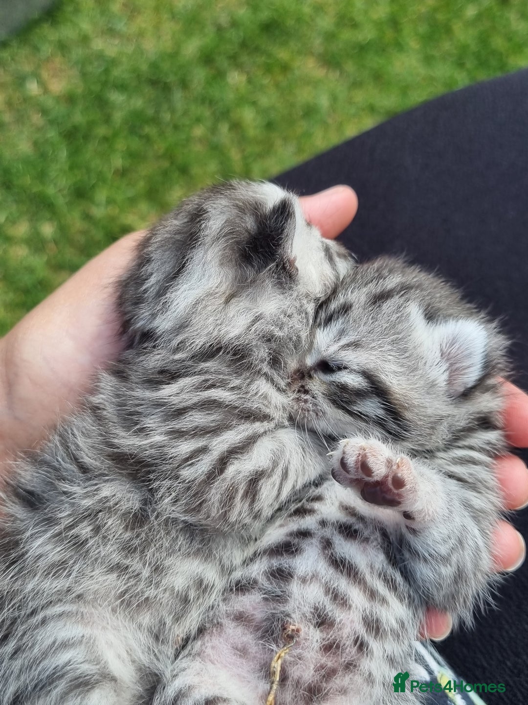 British Shorthair cats for sale: SILVER & GOLDEN SPOTTED BRITISH SHORTHAIR KITTENS  - Image 15