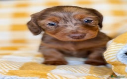 Miniature Dachshund dogs for sale: Long haired dachshund puppie - Advert 6