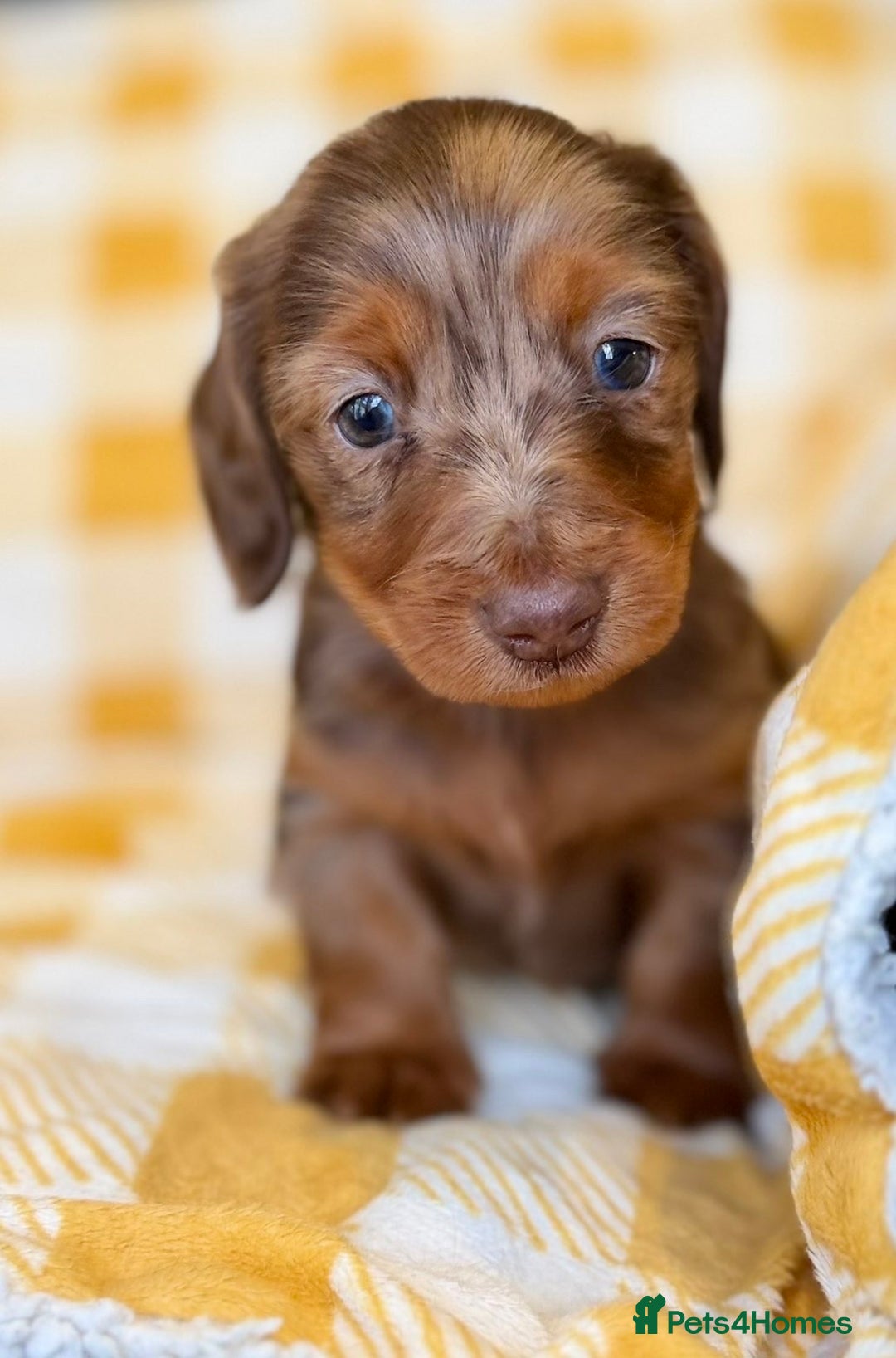 Miniature Dachshund dogs for sale: Long haired dachshund puppie - Advert 6