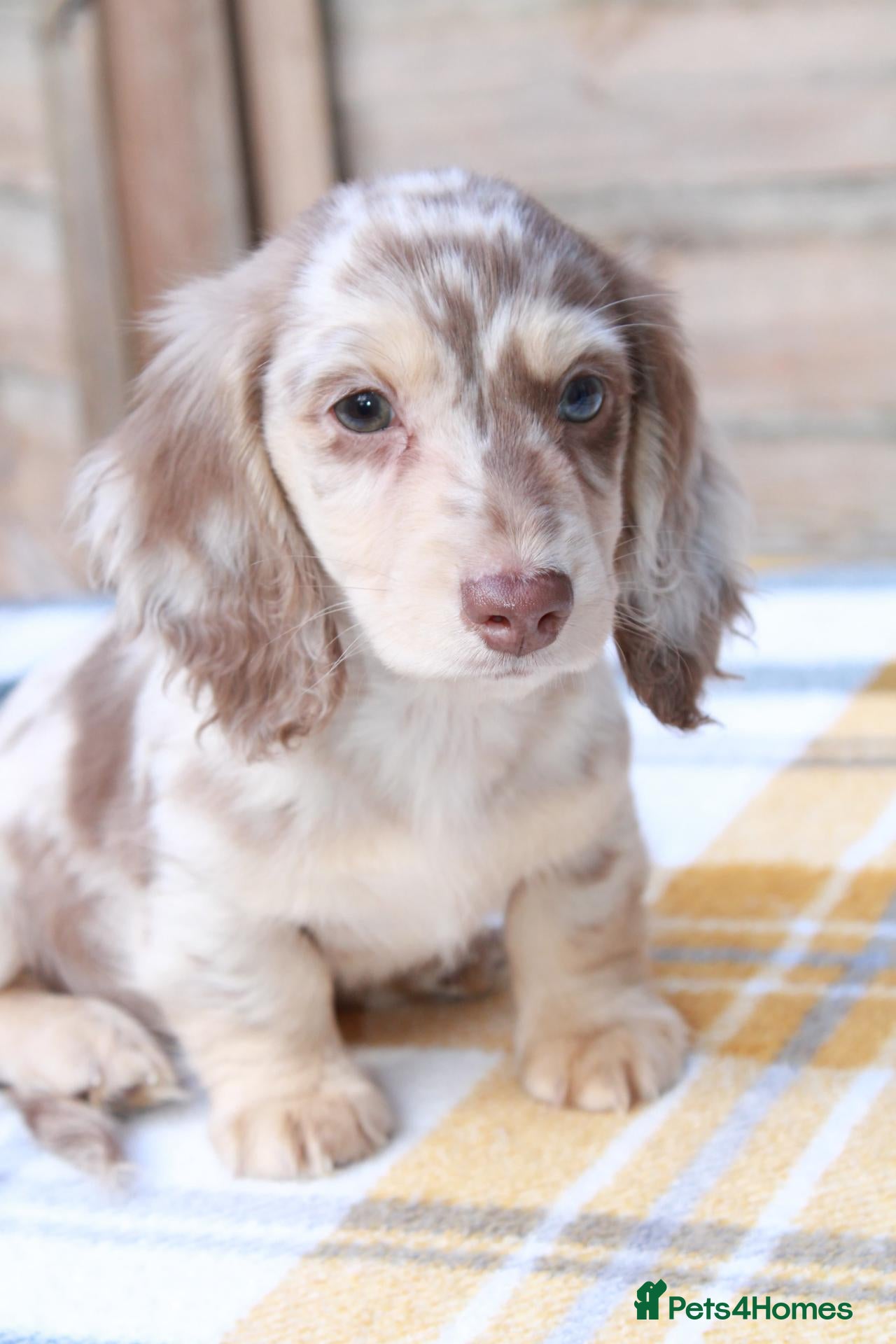 Miniature Dachshund dogs for sale: KC Chocolate Cream Dapple  - Advert 3