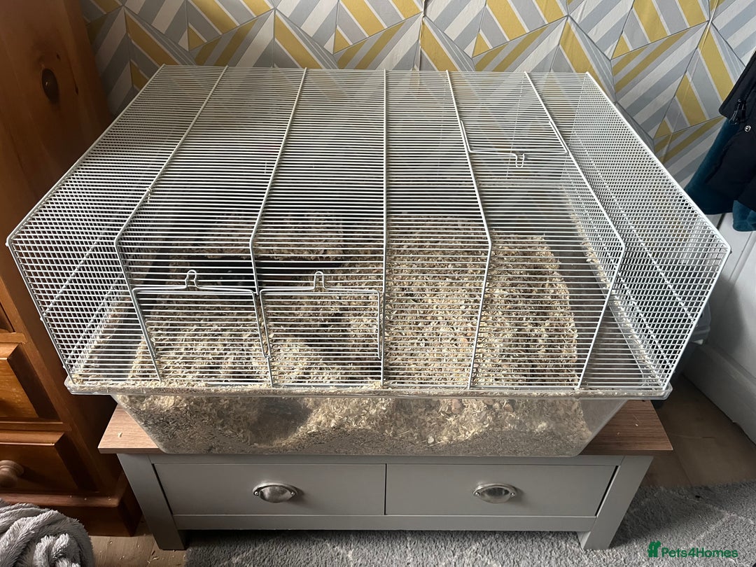 Gerbil rodents for sale: 2x Male Gerbils + setup - Advert 3