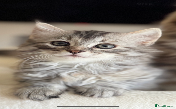 Siberian cats - Advert 2