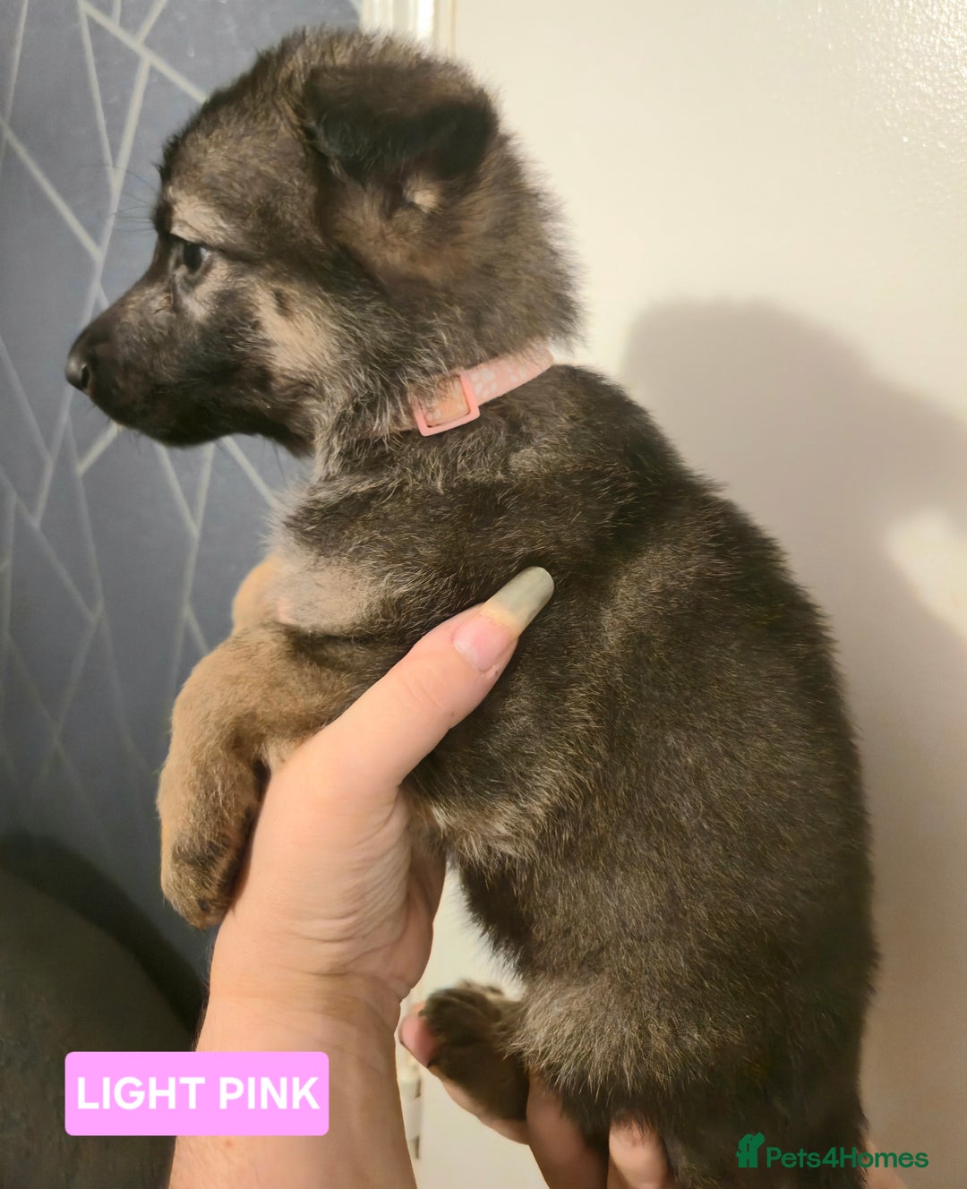 German Shepherd dogs for sale: German Shepherd Puppies - Advert 6