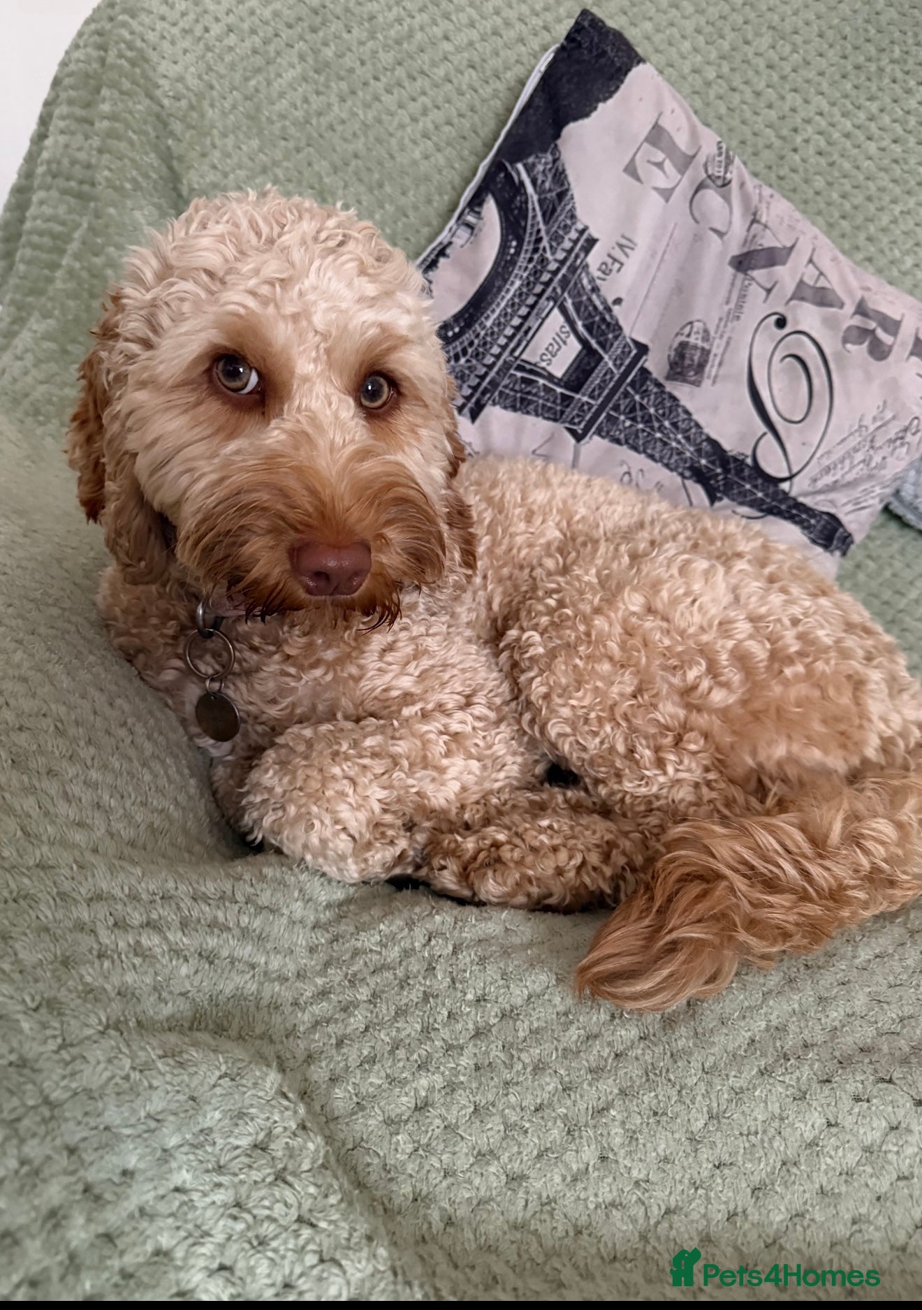 Cockapoo dogs Cockapoo Dog - Advert 8