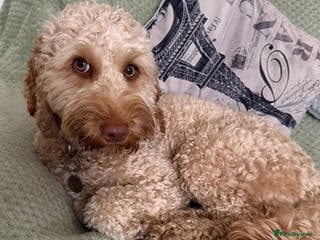 Cockapoo dogs Cockapoo Dog - Advert 21